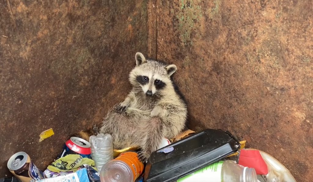 How to keep raccoons out of your dumpster