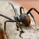 Antibiotics for Spider Bites