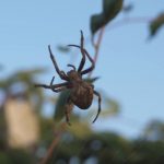 Six Legged Spiders: The Facts