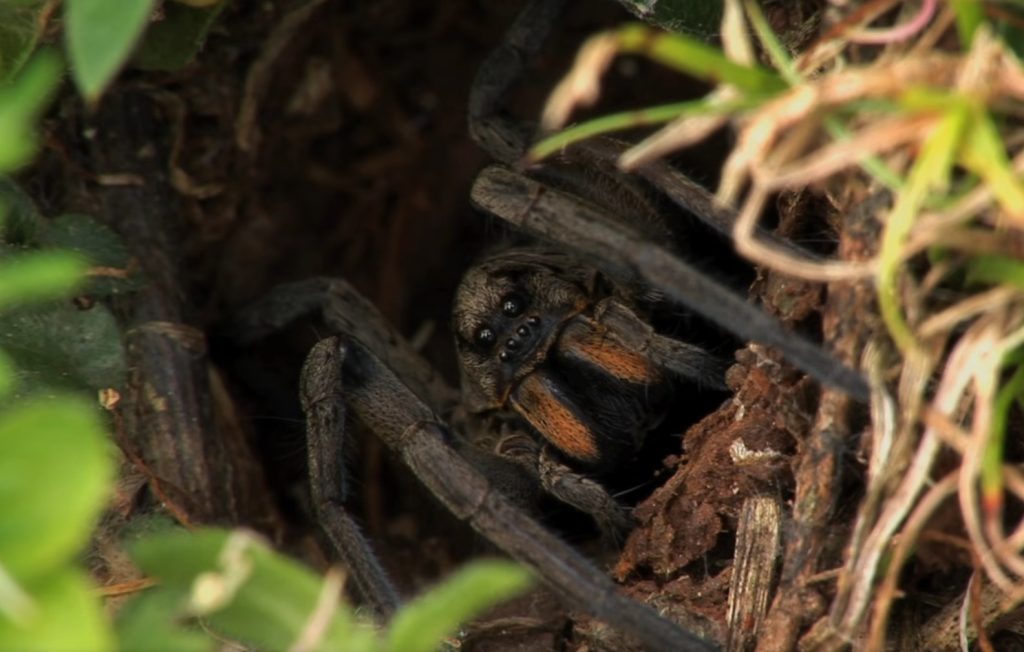 What do Wolf Spiders Eat?