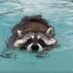 Can Raccoons Swim?