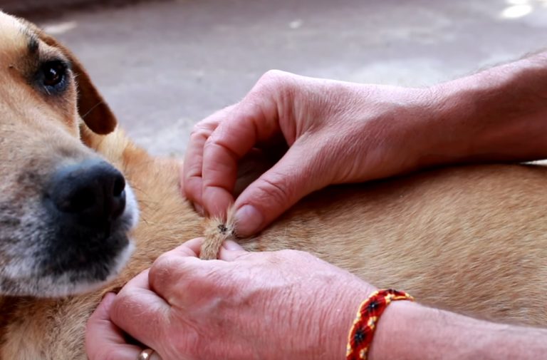 Ticks On Dogs: How Long Does A Tick Stay On The Dog