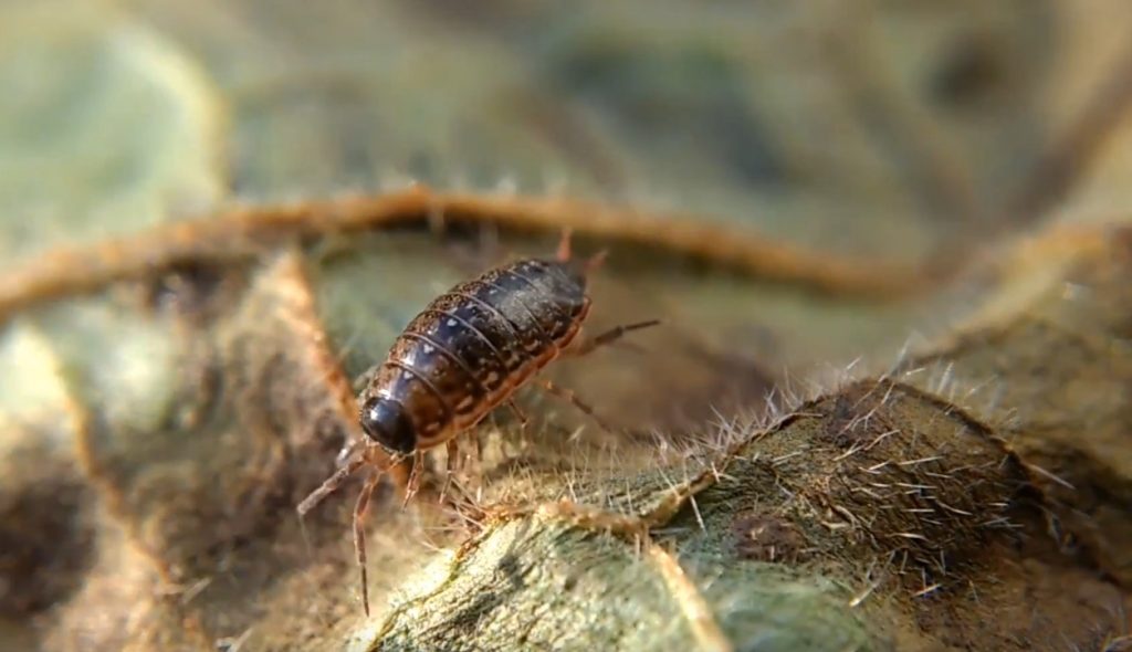 How Do Woodlice Enter The Home 1024x590 