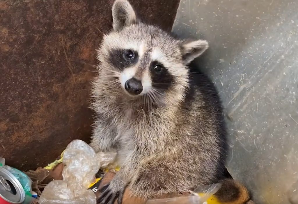 How to safely remove a raccoon from your property