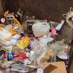 Raccoons in the Trash