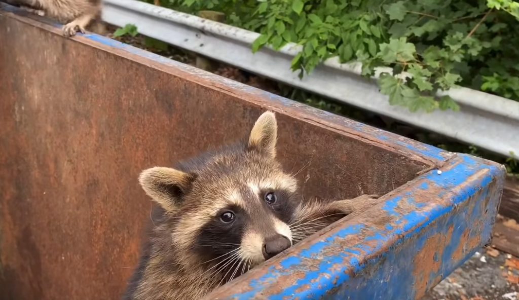 The dangers of having raccoons around your trash dumpster