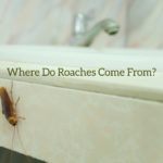 Where Do Roaches Come From?