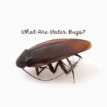 What are Water Bugs?
