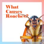 What Causes Roaches?
