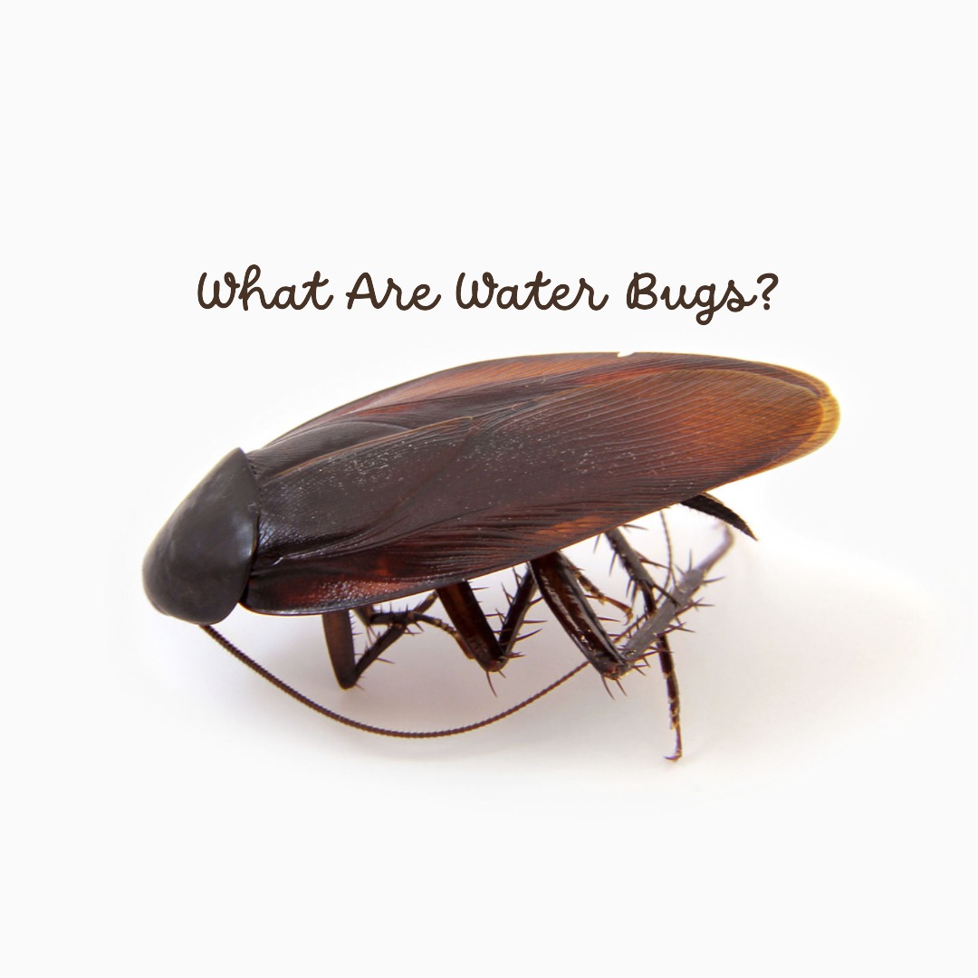 What are Water Bugs?