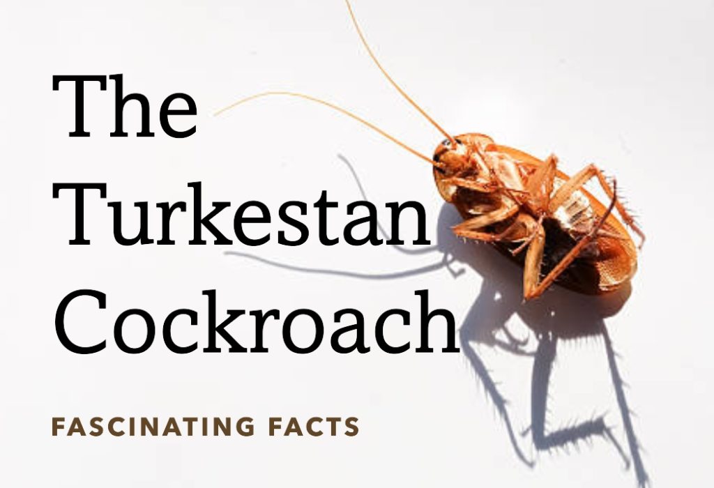 The Turkestan Cockroach