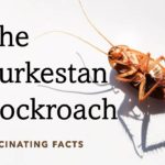 The Turkestan Cockroach