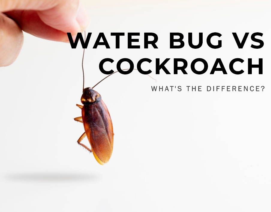 Water Bug vs Cockroach