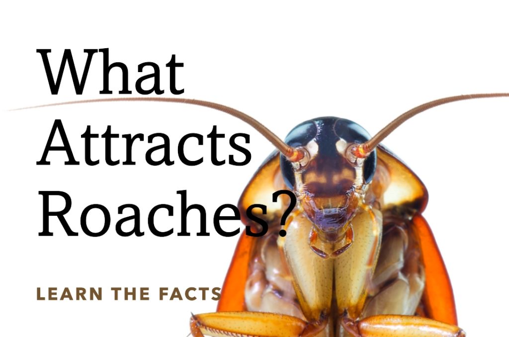 What Attracts Roaches