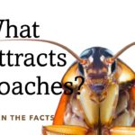 What Attracts Roaches
