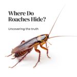 Where Roaches Hide?