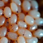 What Do Bed Bug Eggs Look Like?