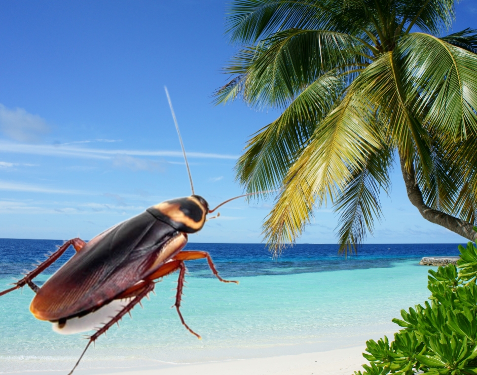 Cockroaches in Hawaii