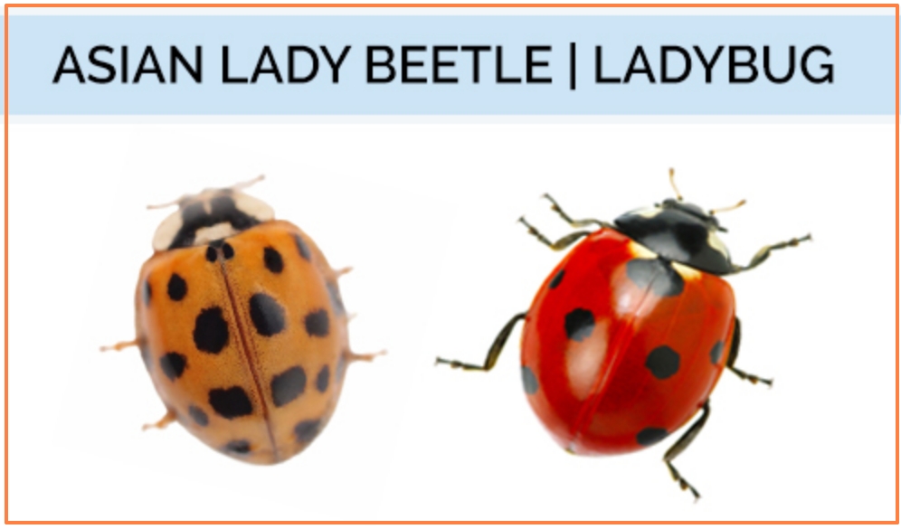 Ladybugs vs Asian Lady Beetles